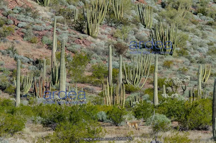 : Coyote in Sonoran Desert habitat, Organ Pipe Cactus : Coyote in Sonoran Desert habitat, Organ Pipe Cactus