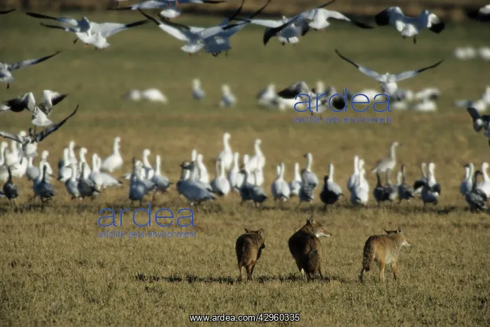 : Coyote stalking Snow Geese (Anser caerulescens) : Coyote stalking Snow Geese (Anser caerulescens)