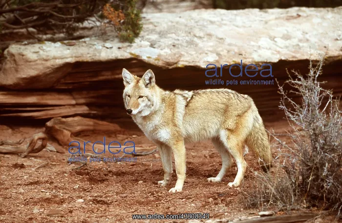 : COYOTE - standing : COYOTE - standing