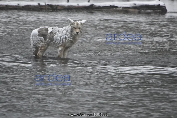 : Coyote standing alert in a river - Snow coated Coyote : Coyote standing alert in a river - Snow coated Coyote