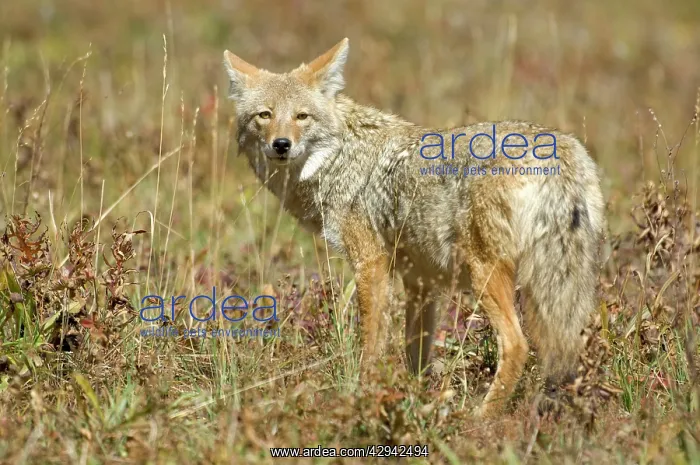 : Coyote - Standing looking over shoulder : Coyote - Standing looking over shoulder