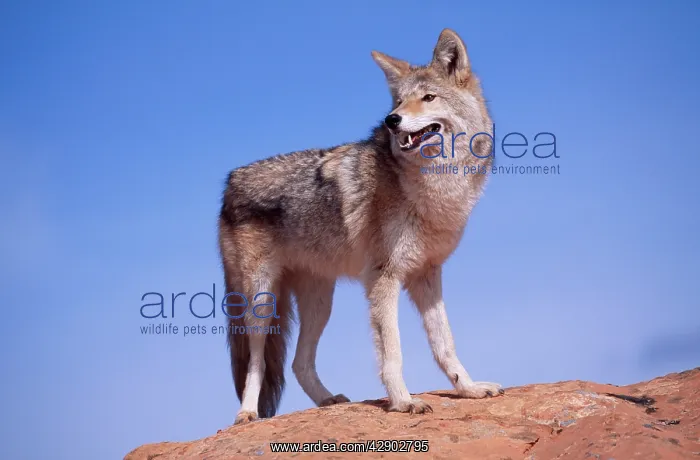 : COYOTE - standing on rock, against blue : COYOTE - standing on rock, against blue