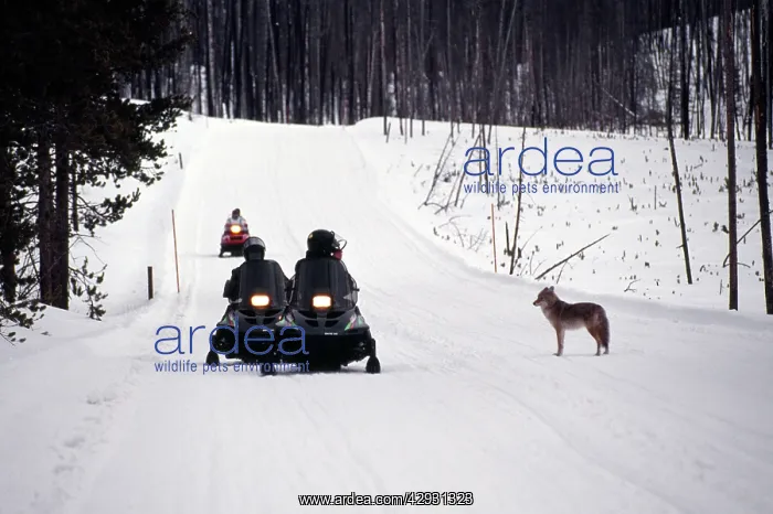 : COYOTE - standing on snow covered road, watching snowmobiles : COYOTE - standing on snow covered road, watching snowmobiles