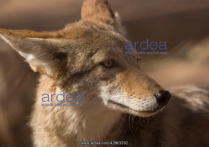 : Coyote - sunbathing and resting : Coyote - sunbathing and resting