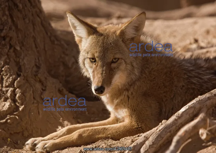 : Coyote - sunbathing and resting : Coyote - sunbathing and resting