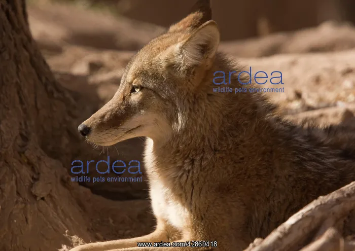 : Coyote - sunbathing and resting : Coyote - sunbathing and resting