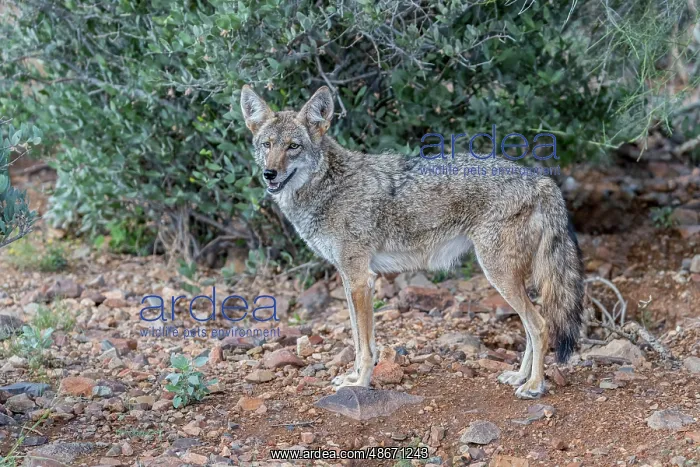 : A coyote takes advantage of a rock to gain a better view : A coyote takes advantage of a rock to gain a better view