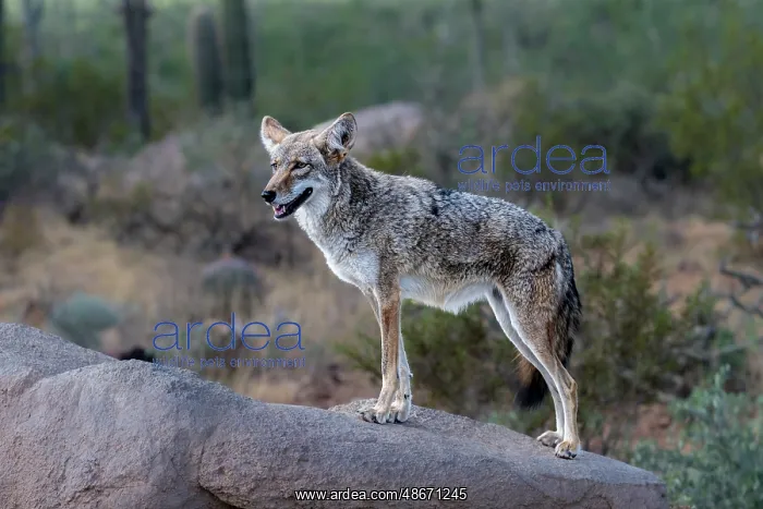 : A coyote takes advantage of a rock to gain a better view : A coyote takes advantage of a rock to gain a better view