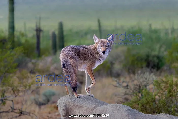 : A coyote takes advantage of a rock to gain a better view : A coyote takes advantage of a rock to gain a better view