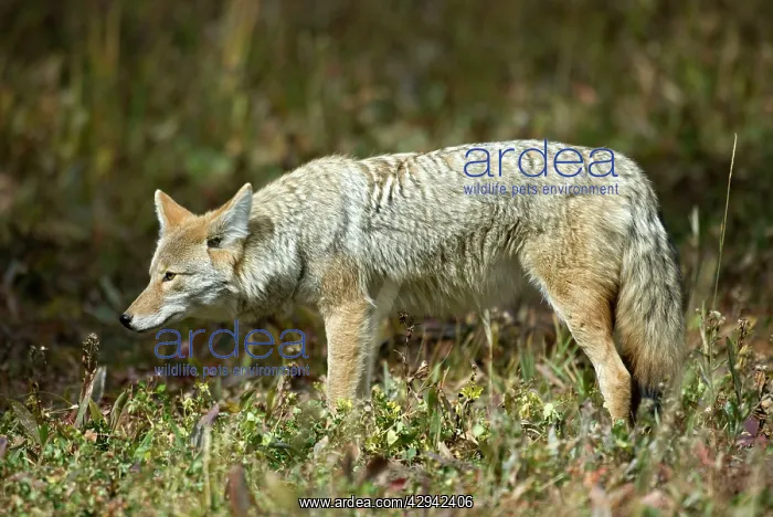 : Coyote - Side view looking left : Coyote - Side view looking left
