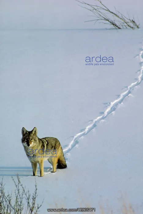 : Coyote - walking through fresh snow, Winter : Coyote - walking through fresh snow, Winter