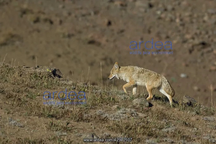 : Coyote - Walking up hillside : Coyote - Walking up hillside