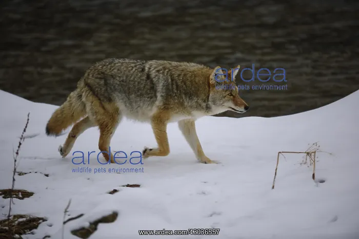 : Coyote walking through snow near river - Coyote : Coyote walking through snow near river - Coyote