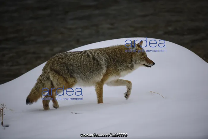 : Coyote walking through snow near river - Coyote : Coyote walking through snow near river - Coyote