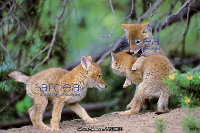  : Coyote - three wild pups play near densite