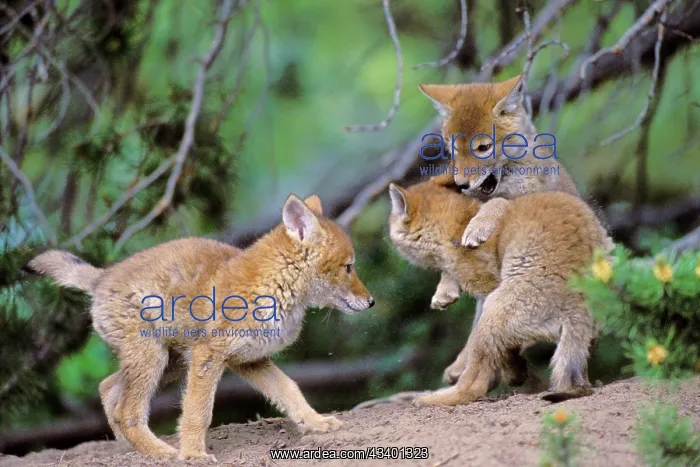 : Coyote - three wild pups play near densite : Coyote - three wild pups play near densite