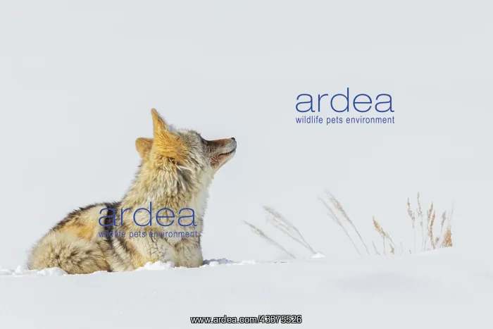 : Coyote, winter rest : Coyote, winter rest