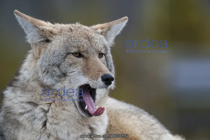 : Coyote yawning - Coyote yawning while laying down : Coyote yawning - Coyote yawning while laying down