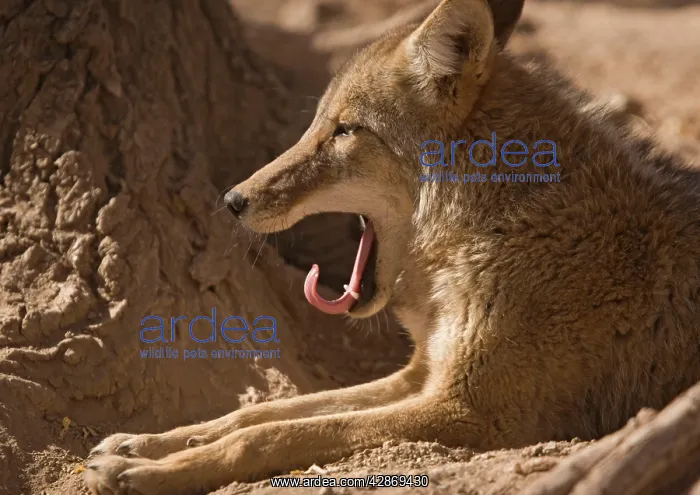: Coyote - yawning, sunbathing and resting : Coyote - yawning, sunbathing and resting