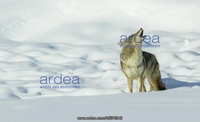 : Coyote yelping in the wintery landscape : Coyote yelping in the wintery landscape