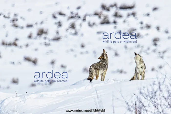 : Coyotes howling in winter in the Northern Range : Coyotes howling in winter in the Northern Range