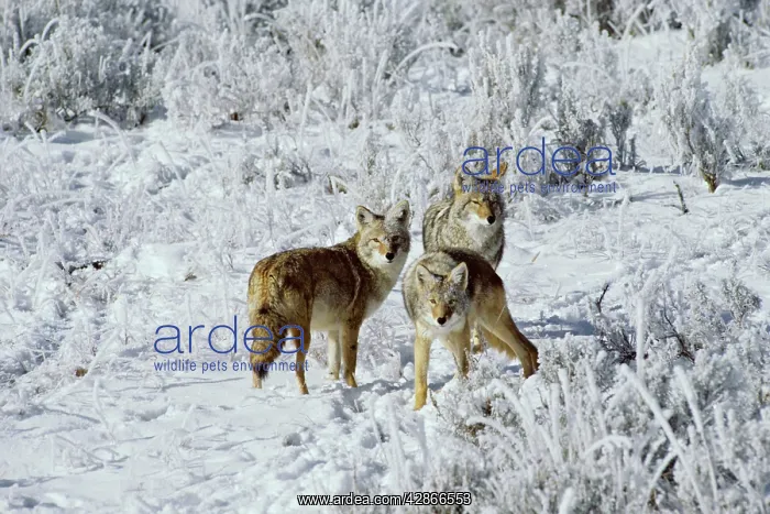  : Coyotes - on morning after a fresh snow