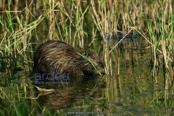 : Coypu - Camargue France : Coypu - Camargue France