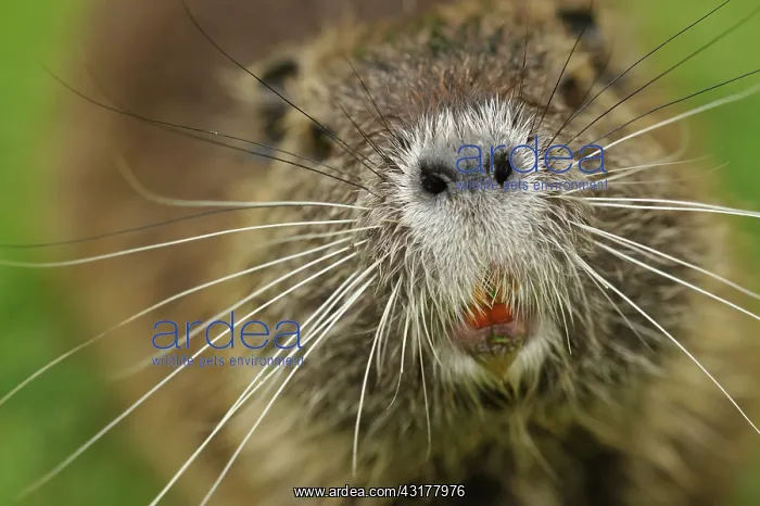 : Coypu (Myocastor coypus) close up portrait : Coypu (Myocastor coypus) close up portrait