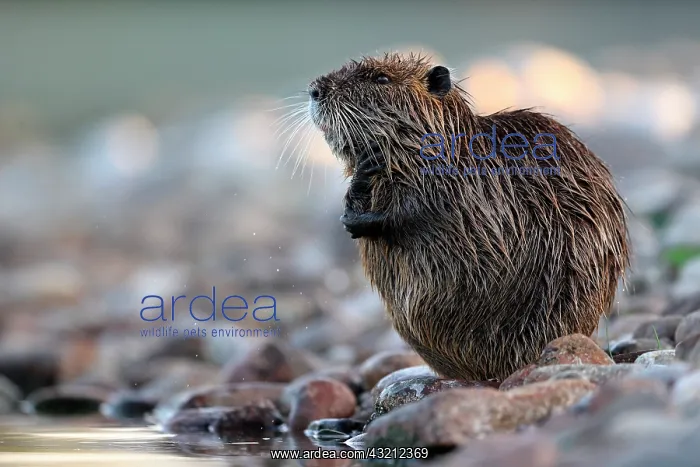 : Coypu (Myocastor coypus) at the edge of a Vosges : Coypu (Myocastor coypus) at the edge of a Vosges