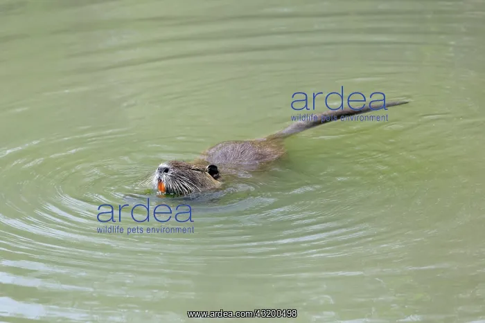 : Coypu (Myocastor coypus) foraging while swimming in water : Coypu (Myocastor coypus) foraging while swimming in water