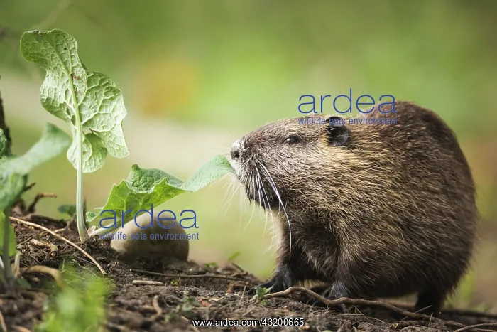 : Coypu (Myocastor coypus) ready to eat an appetizing : Coypu (Myocastor coypus) ready to eat an appetizing