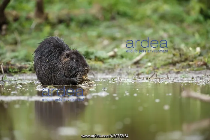 : Coypu. One Coypu (Myocastor coypus) sitting in the water at the waterside and nibbling : Coypu. One Coypu (Myocastor coypus) sitting in the water at the waterside and nibbling
