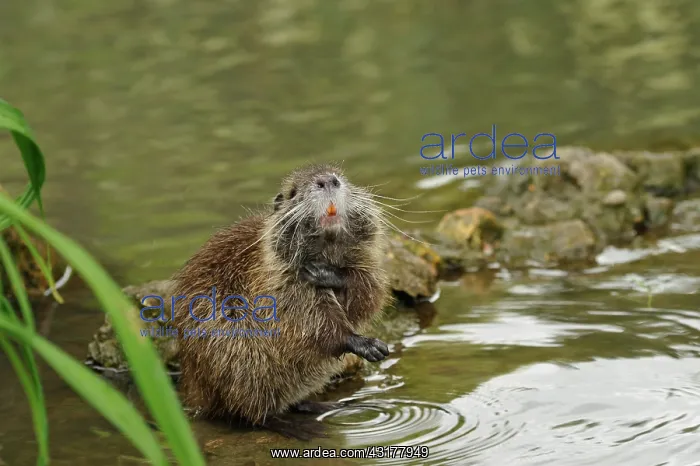 : Coypu (Myocastor coypus) washing : Coypu (Myocastor coypus) washing