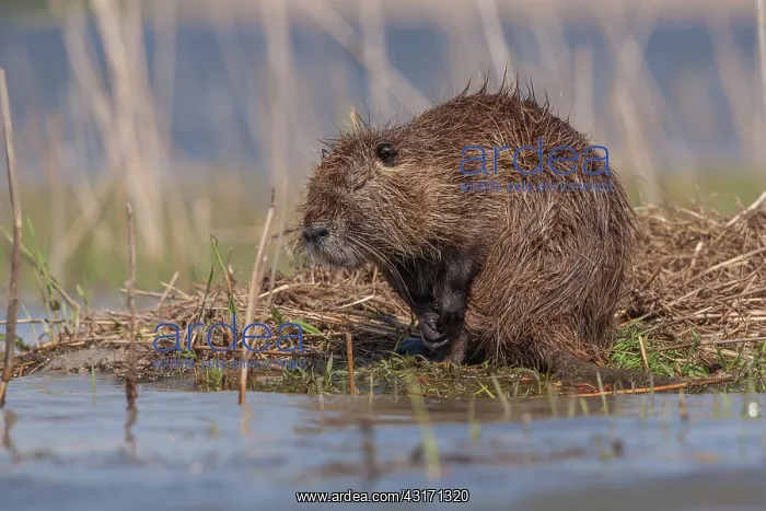 : Coypu (Myocastor coypus) in the water's edge. Camargue : Coypu (Myocastor coypus) in the water's edge. Camargue