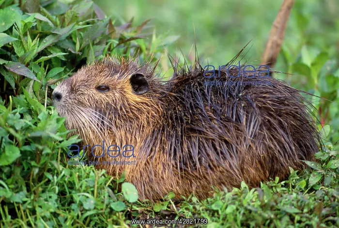  : COYPU  /  Nutria