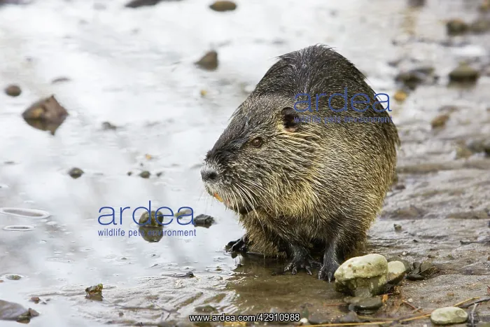 : Coypu / Nutria : Coypu / Nutria
