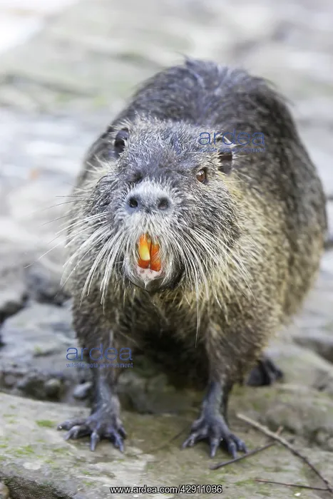 : Coypu / Nutria : Coypu / Nutria