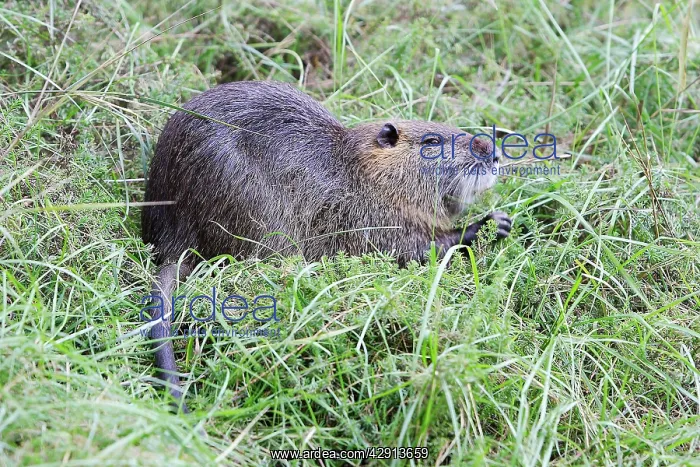 : Coypu / Nutria : Coypu / Nutria