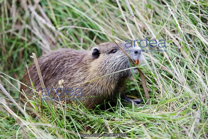 : Coypu / Nutria : Coypu / Nutria