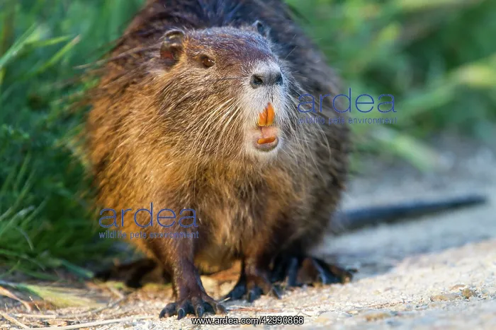 : Coypu / Nutria : Coypu / Nutria