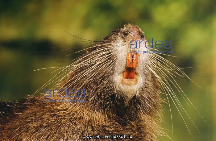 : COYPU / Nutria - adult, close-up of mouth & teeth : COYPU / Nutria - adult, close-up of mouth & teeth