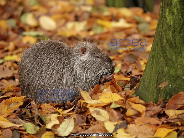 : Coypu / Nutria - in autumn leaves : Coypu / Nutria - in autumn leaves
