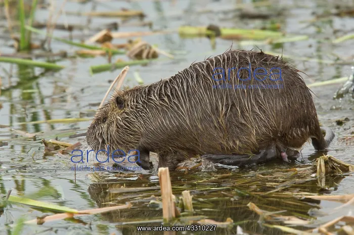 : Coypu / Nutria - at breeding colony : Coypu / Nutria - at breeding colony