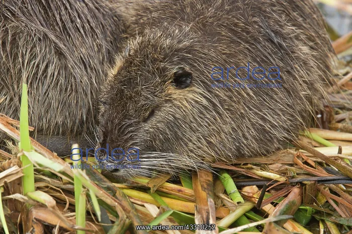 : Coypu / Nutria - at breeding colony : Coypu / Nutria - at breeding colony
