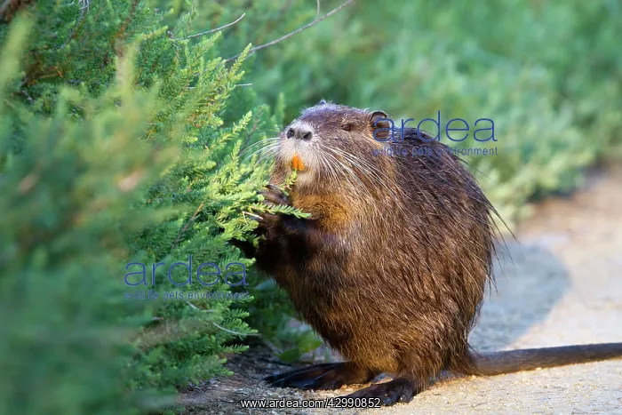 : Coypu / Nutria - feeding : Coypu / Nutria - feeding