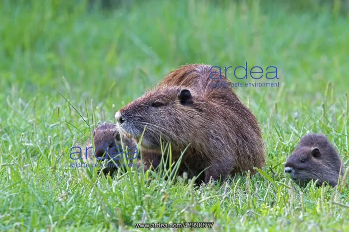 : Coypu / Nutria - female with young : Coypu / Nutria - female with young
