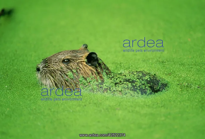 : COYPU / NUTRIA - in green water : COYPU / NUTRIA - in green water