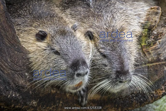: Coypu, nutria (Myocastor coypus) pair resting side : Coypu, nutria (Myocastor coypus) pair resting side