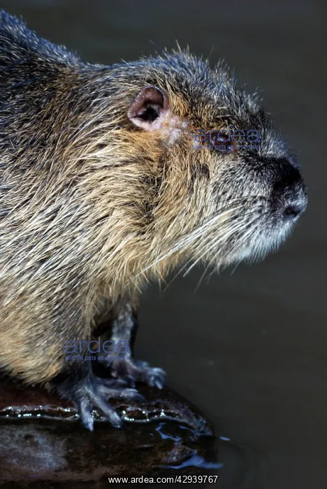 : Coypu / Nutria - riparian rodent introduced to : Coypu / Nutria - riparian rodent introduced to