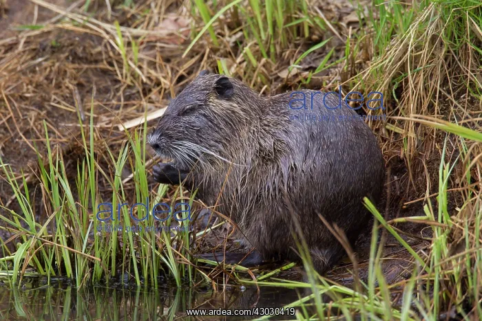  : Coypu  /  Nutria  /  River Rat adult